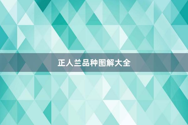 正人兰品种图解大全